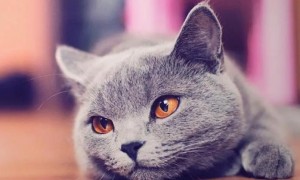 猫咪鼻孔两侧有黑色的结痂是什么原因
