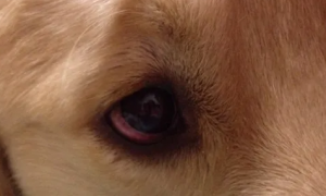 狗一直挠眼睛是怎么回事