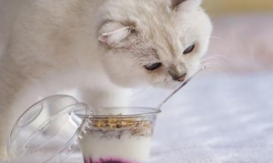 猫咪可以吃什么酸奶