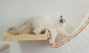 怎么做猫爬架