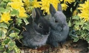 多瓦夫兔多久可以生兔子