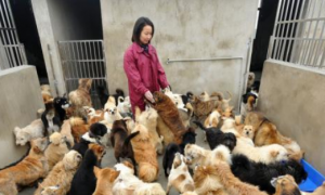 900只流浪狗，吃掉了2套深圳的房子，救助流浪狗的心酸无人