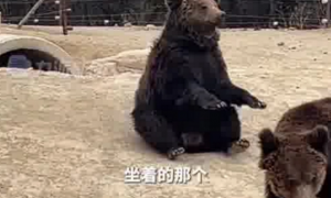 动物园棕熊能懂人话被质疑是人假扮 背后详情曝光