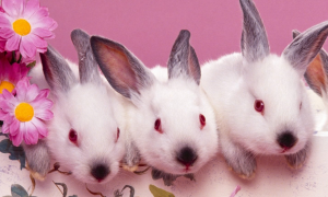 全耳毛兔能长多少斤