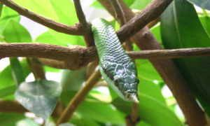 尖喙蛇是保护动物吗