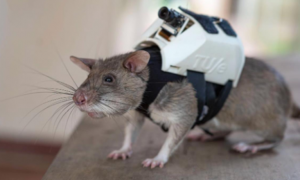 比利时一组织训练老鼠进入废墟搜救幸存者，还给它们配备了高科技背包