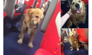 黄金猎犬在车厢走来走去到处搭讪乘客，竟只为这个搞笑的理由！