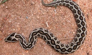 圆斑小头蛇是国家几级保护动物
