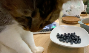 猫能吃蓝莓吗