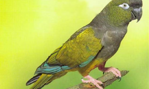 巴塔哥尼亚锥尾鹦鹉的饲养秘诀