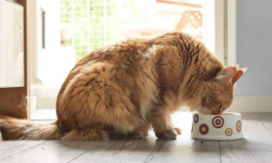 猫咪缺乏维生素b1一次喂多少呢