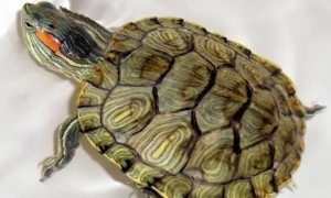 巴西龟龟壳发红是为什么