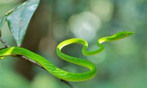 绿瘦蛇是保护动物吗