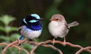 玩赏鸟的分类有哪些 鸣唱型的种类特点