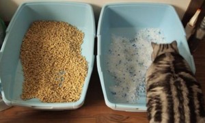 猫砂分为几种