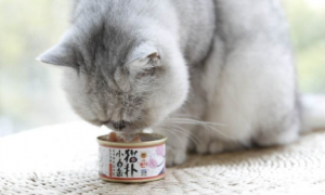 猫两个月能吃罐头吗