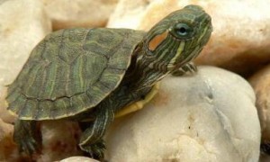 草龟和巴西龟能一起混养吗