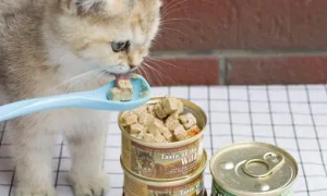 猫咪软便可以吃罐头吗