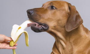 狗狗可以吃什么人类食物