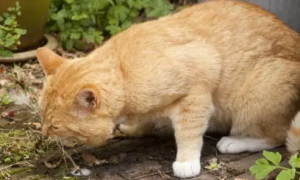 怎么判断猫咪呕吐是不是吐毛球
