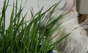 猫草就是小麦苗吗