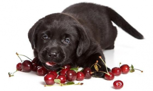 狗狗吃樱桃果肉有事吗