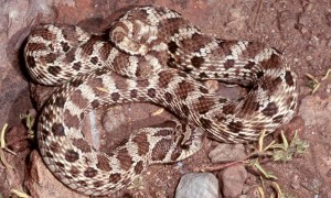 西部猪鼻蛇是国家几级保护动物