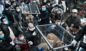 “狗肉大王”樊宪涛：一年屠宰20万只狗，狗肉生意遍布全国