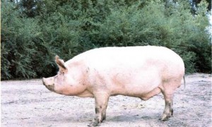 哈尔滨白猪多少钱一只