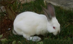 加利福尼亚兔可以养几年