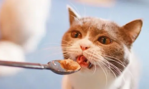 猫能每天吃罐头吗
