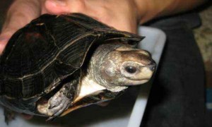 缅甸黑山龟能活多少年