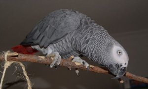 非洲灰鹦鹉寿命多少年