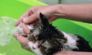 如何给猫洗澡