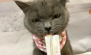 猫零食食什么