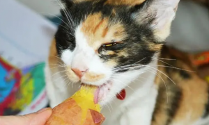 猫能吃地瓜吗