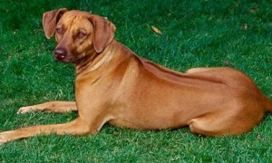 罗得西亚脊背犬的体高是多少