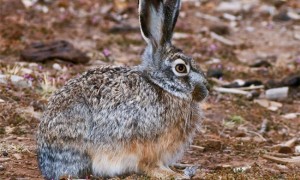 埃塞俄比亚野兔怎么养