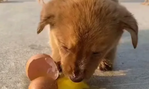 小狗能吃鸡蛋吗