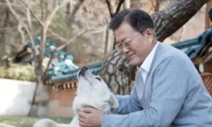 韩国友谊使节“丰山犬”何去何从？弃养风波后至今滞留动物医院