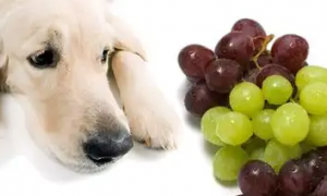 狗狗吃了一颗葡萄会有事吗
