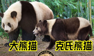 【灭绝巨兽与今天的亲戚】克氏熊猫
