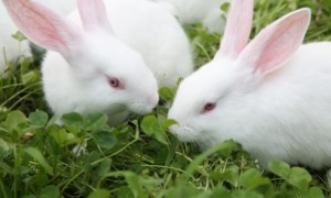 日本大耳白兔多久可以生兔子