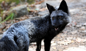 阿拉斯加银黑狐生活在哪些地方