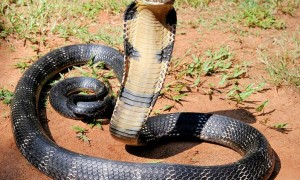 眼镜王蛇是保护动物吗
