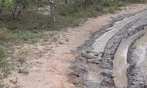 男子开车回家，中途遭遇大蟒蛇拦路，没想到却救了自己一命