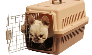 宠物航空箱是什么