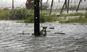 洪水即将到来，主人抛弃狗狗逃命，绑在树上的狗狗泪奔