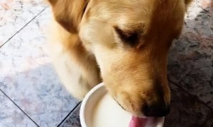 宠物狗能吃酸奶吗