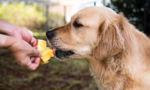 狗狗可不可以吃芒果